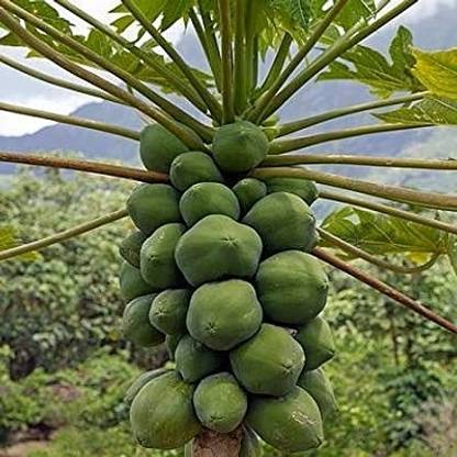 Greenery Nursery Papaya Plant