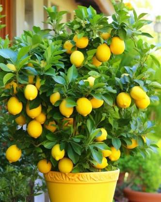 GIFTZHUB Lemon Plant