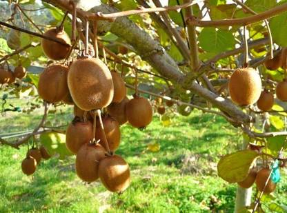 the green dotcom Kiwi Plant