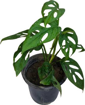 islandnursery Broken Heart Plant