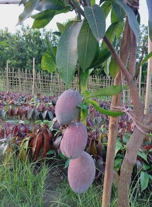 AAMM Mango Plant