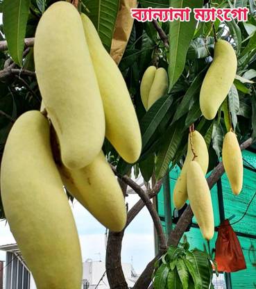 Yellow Mango Mango Plant