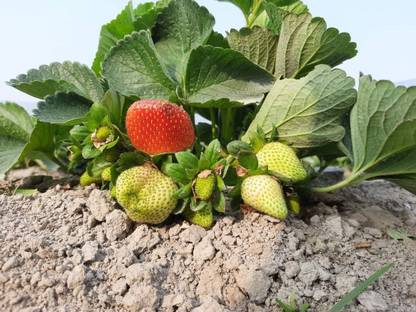 Winter down strawberry Strawberry Plant