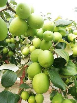 Decorate The World Apple Plant