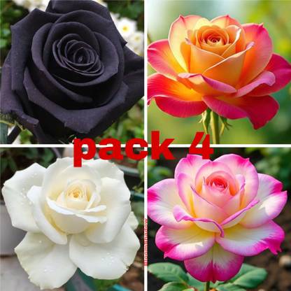 GroWgaach Rose Plant