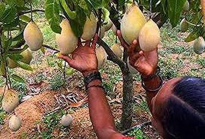 Fulmala Nursery Mango Plant