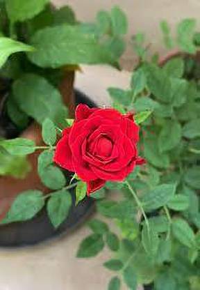 Live World Rose Plant