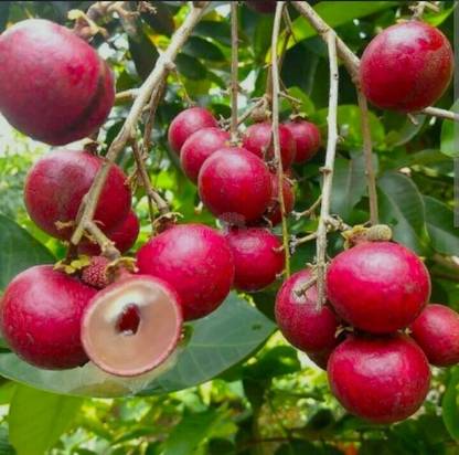 KB NURSERY Litchi Plant