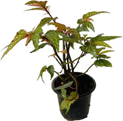 Hug A Plant Angel Wing Begonia Plant