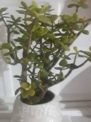 MaaTraderes Zed plant Jade Plant