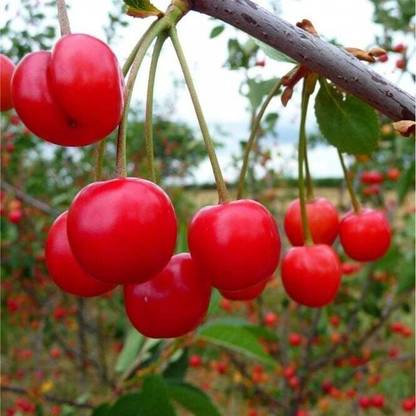 Greenhouse Stock Cherry Fruit Plant