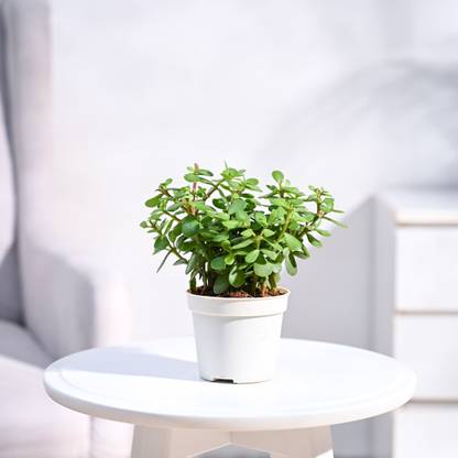 UGAOO Jade Plant