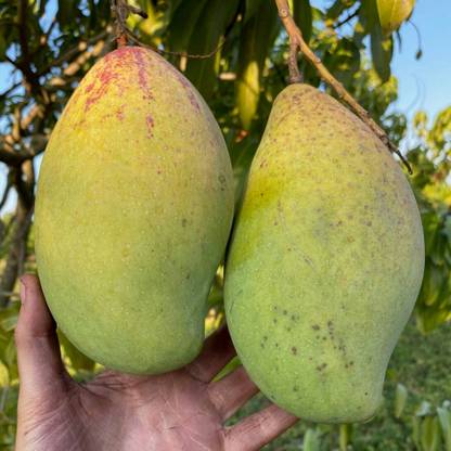 Gardenic Mango Plant
