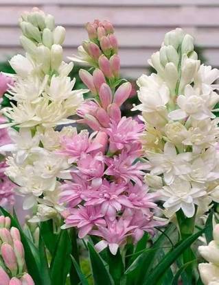LifeShowMe Mak Dauy Plant
