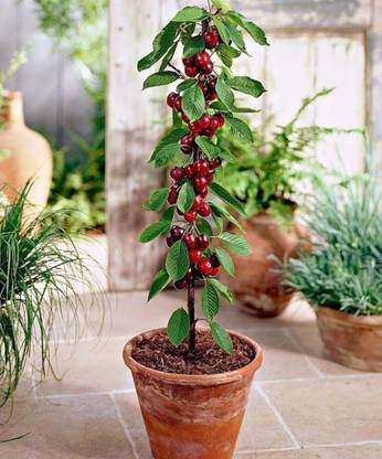 Cloud Farm Berry Plant
