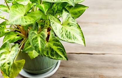 Audhav Syngonium Pixie Plant