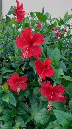 Joba Hibiscus Plant