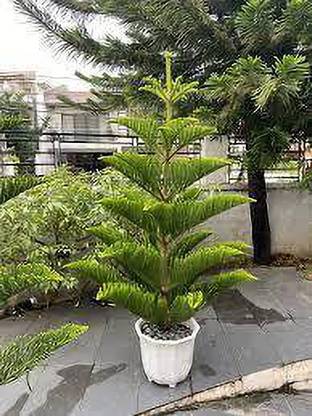 Ukanda Christmas Tree Plant