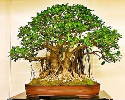 Elanthalir Ficus Bonsai