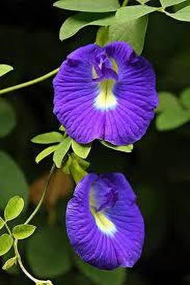 PIGCONWINGS Puplet Plant