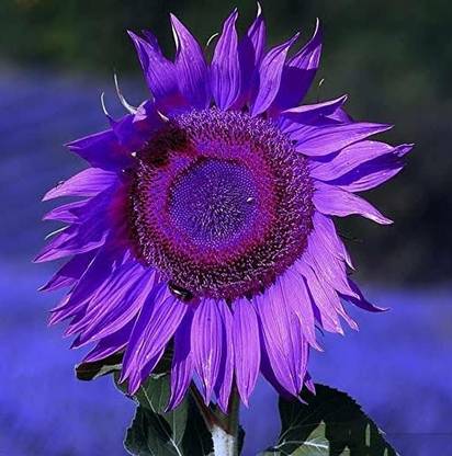 ALPHA Sunflower Plant