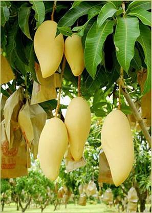 alphonso Mango Plant