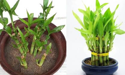 GREENSEA Lucky Bamboo Seed