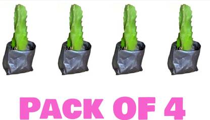 AFARTIOBINA Dragon Tree