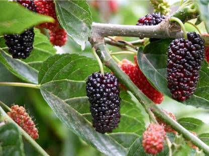 HYBRID Shahtoot/Mulberry Plant