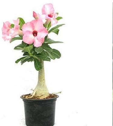 Green view Adenium Plant