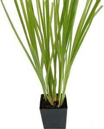 Vetiver Hamelia Plant