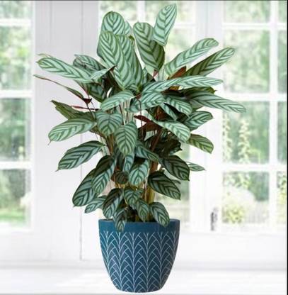 LivePlant Calathea Plant