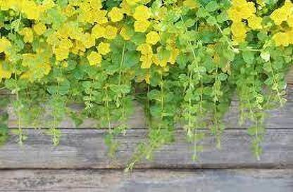 KPL YELLOW CREEPING JENNY Yellow Creeping Jenny Plant
