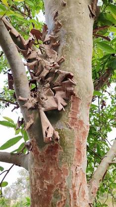 Sisa Terminalia/Arjuna Plant
