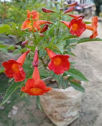 Plant Paradise Co Tecoma Plant