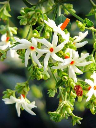 PUSHPARGHYA Parijat/Harsingar Plant
