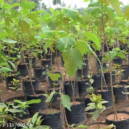 Cloud Farm Gular/Cluster Fig Plant