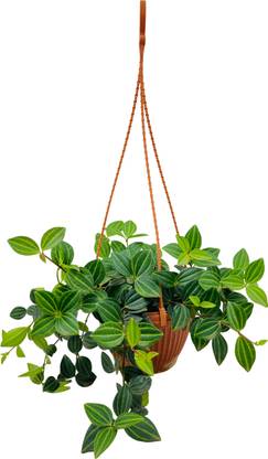 Hug A Plant Peperomia Angulata Plant
