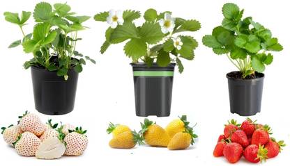 GLOBQRO Strawberry Plant