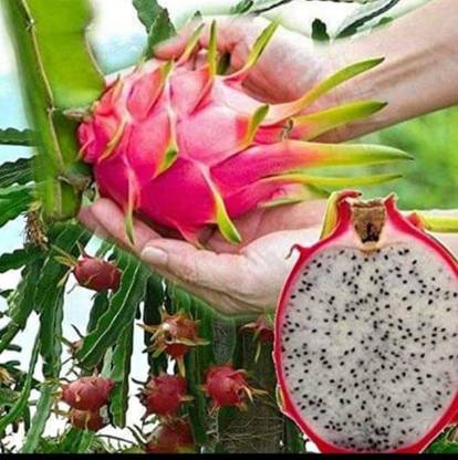 HYBRID Dragon Tree