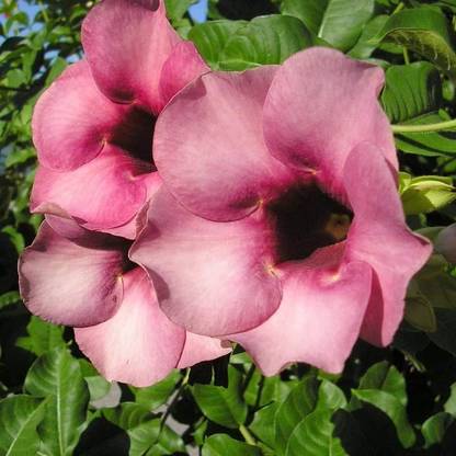 allamandra Almond Plant