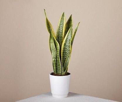 AFARTIOBINA Snake Plant