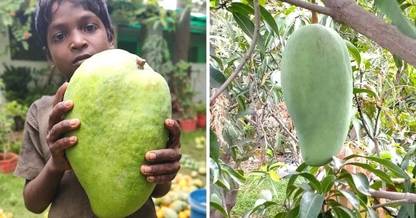 Puspita Mango Plant