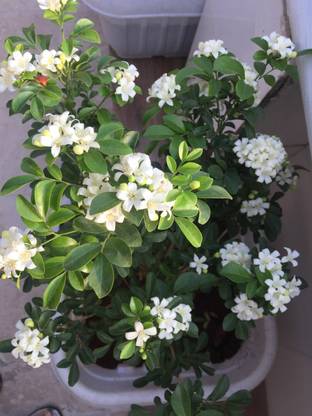 PratshyaPlant Jasmine Plant