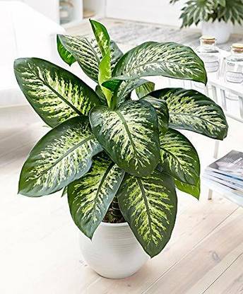 PlantaZee Dieffenbachia Plant