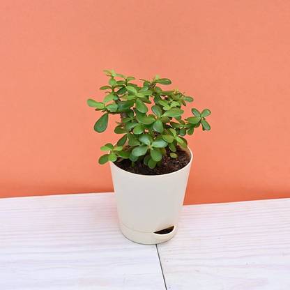 Platone Jade Plant