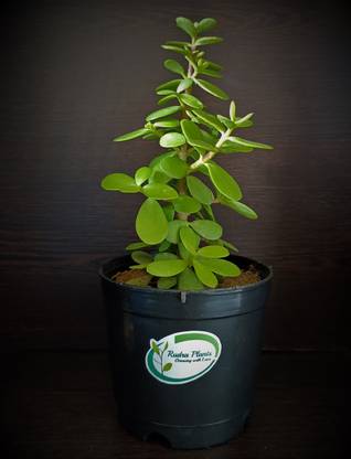 Rudra Jade Plant