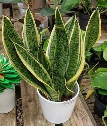 Vergin Congo Snake Plant