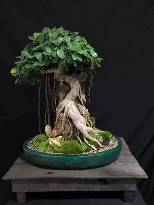 FURYHUB Ficus Bonsai