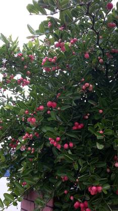 GRAFTED MU MUANGO Cherry Fruit Plant